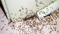 كيفية القضاء على النمل