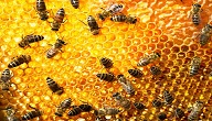 كيف تتخلص من خلية النحل