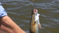 مهارات صيد السمك بالسنارة