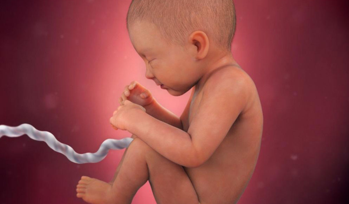 مراحل تكوين الجنين بالصور والشرح مفهرس