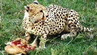 الحيوانات المفترسة الافريقية اكلة اللحوم