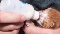 كيفية تربية القطط الصغيرة حديثة الولادة
