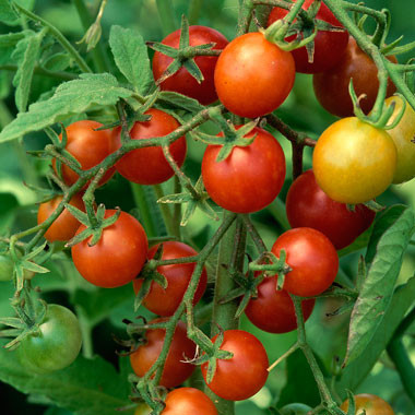 زراعة الطماطم – مفهرس