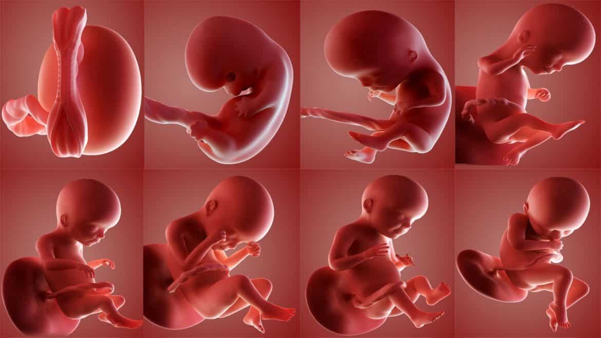 مراحل الحمل من اول اسبوع مفهرس