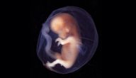 مراحل نمو الجنين في القران