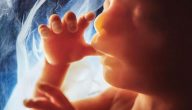 مراحل نمو الجنين في بطن امه بالتفصيل