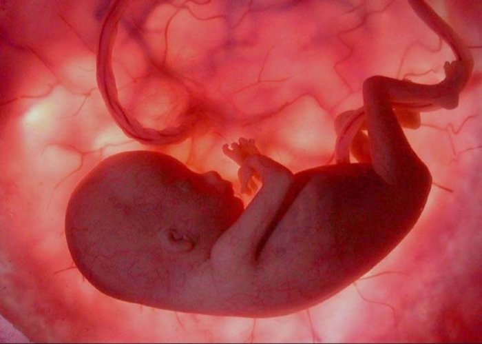 مراحل نمو الجنين بالصور شهريا مفهرس