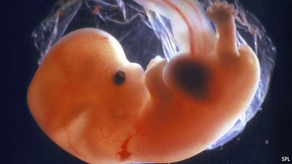 مراحل نمو الجنين بالصور شهريا مفهرس