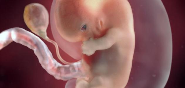 مراحل نمو الجنين في الشهر الاول