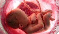 مراحل نمو الجنين قبل الولادة