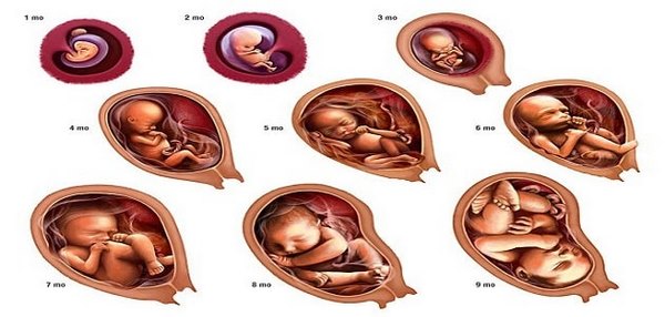 مراحل نمو الجنين بالاشهر والاسابيع