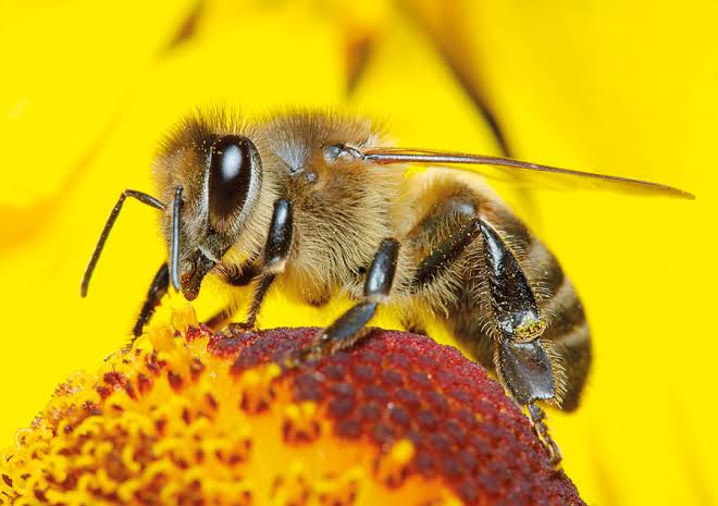 فوائد النحل للبيئة