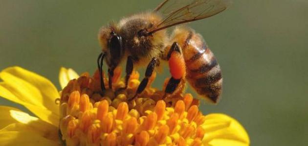 علاج البروستاتا بسم النحل