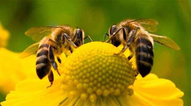 معلومات غريبة عن النحل