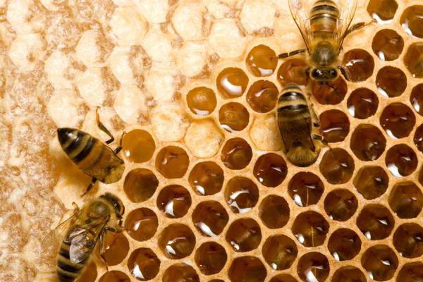 من أين يفرز النحل العسل