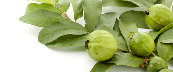 فوائد ورق الجوافة للربو
