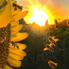 هل يتاثر العسل باشعة الشمس