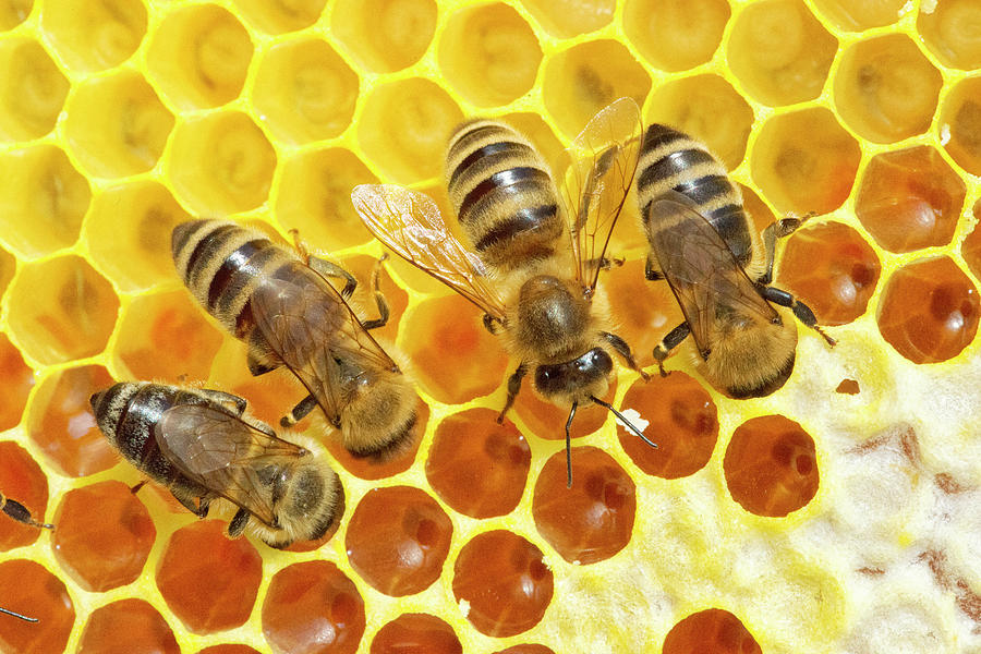 متوسط إنتاج خلية النحل فى مصر