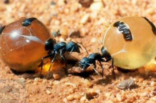 طريقة حفظ العسل من النمل