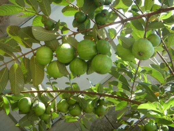 زراعة الجوافة الشتوي