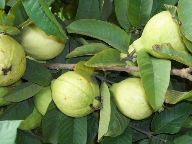 مواعيد زراعة الجوافة فى مصر