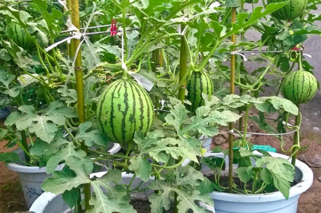 زراعة البطيخ في اصيص