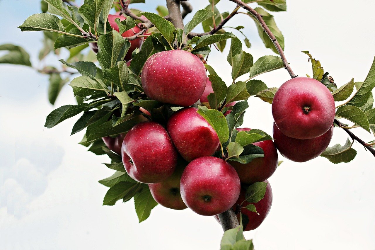 فوائد التفاح الأحمر للحامل في الشهور الأولى