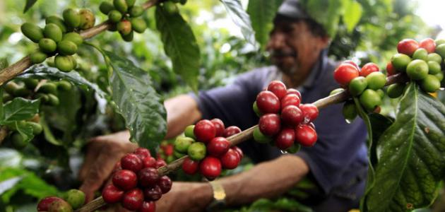 زراعة القهوة المختصة