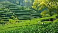 ماهي أولى دول العالم في إنتاج الشاي