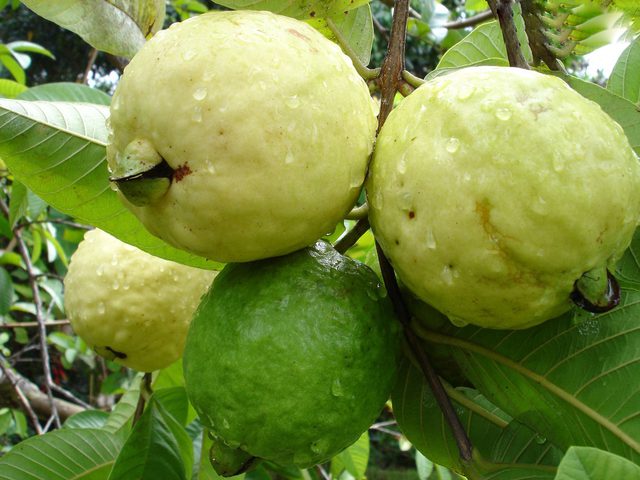 زراعة الجوافة بالعقل