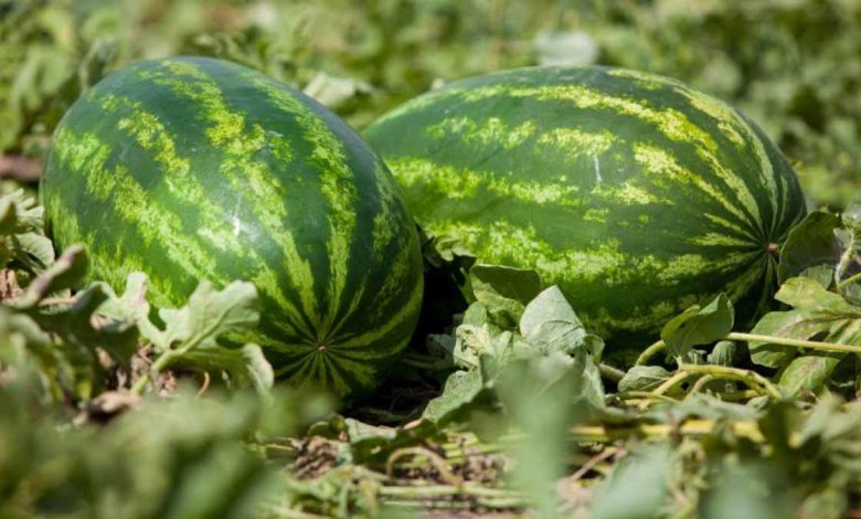 زراعة البطيخ بالتنقيط