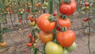أسرار زراعة الطماطم