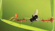 قصة تعاون النمل