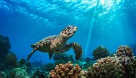أهمية السلاحف البحرية