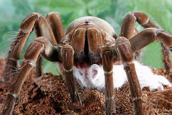 أكبر عنكبوت في التاريخ