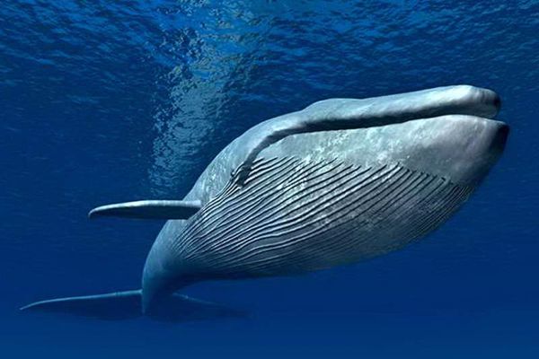معلومات عن الحوت الأزرق