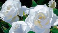 أسماء الزهور البيضاء