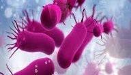 أنواع البكتيريا واشكالها