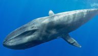 أنواع الحيتان المفترسة