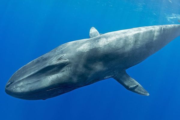 أنواع الحيتان المفترسة