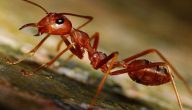 النمل الأحمر والكنوز