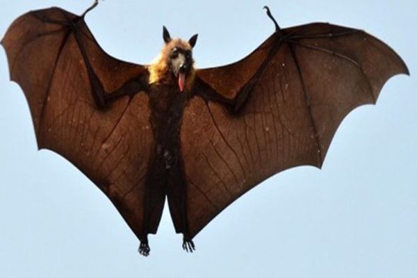 فوائد الخفاش - مفهرس