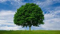 حوار بين الإنسان والشجرة
