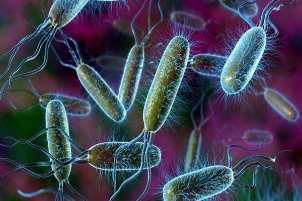أنواع البكتيريا في الطعام