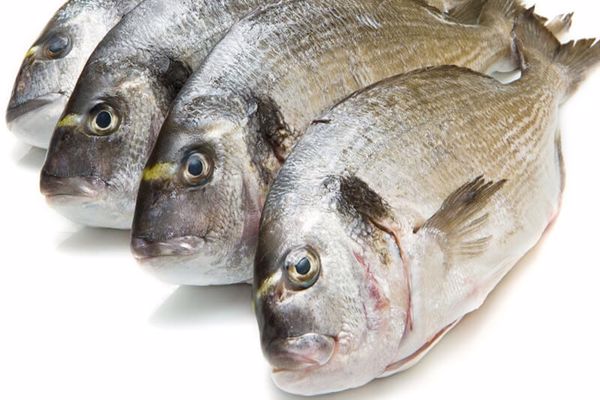القيمة الغذائية لسمك الدنيس