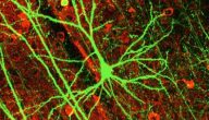لماذا لا تنقسم الخلايا العصبية