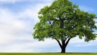 فوائد الأشجار الحرجية