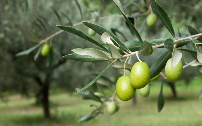 فوائد شجرة الزيتون على البيئة