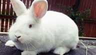 الأرنب الأبيض
