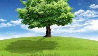 أهمية الأشجار في البيئة
